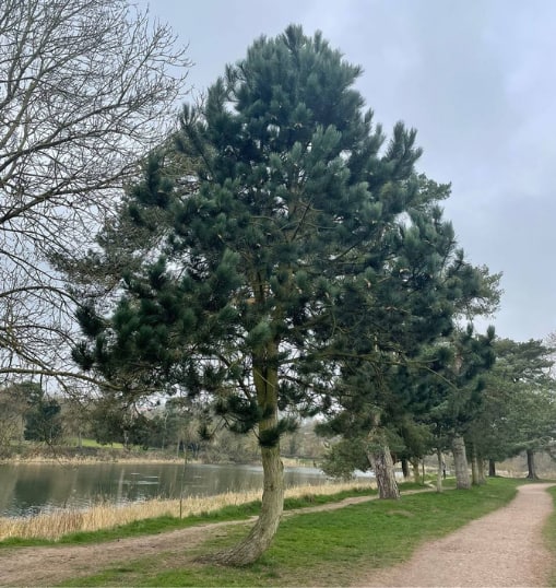 This is a photo of a Tree in Gravesend that has recently had crown reduction carried out. Works were undertaken by Gravesend Tree Surgeons