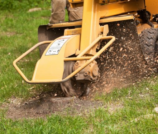 This is a photo of stump grinding being carried out in Gravesend. All works are being undertaken by Gravesend Tree Surgeons