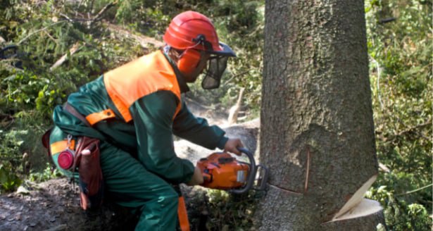 This is a photo of a tree being cut down in Gravesend. All works are being undertaken by Gravesend Tree Surgeons