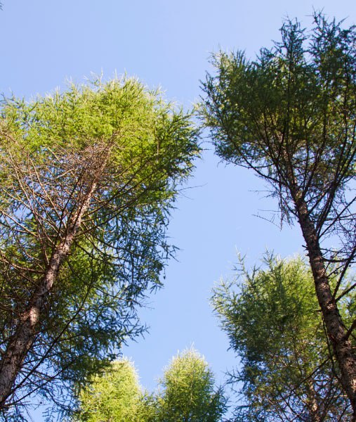 This is a photo of over grown trees needing crown reduction in Gravesend.