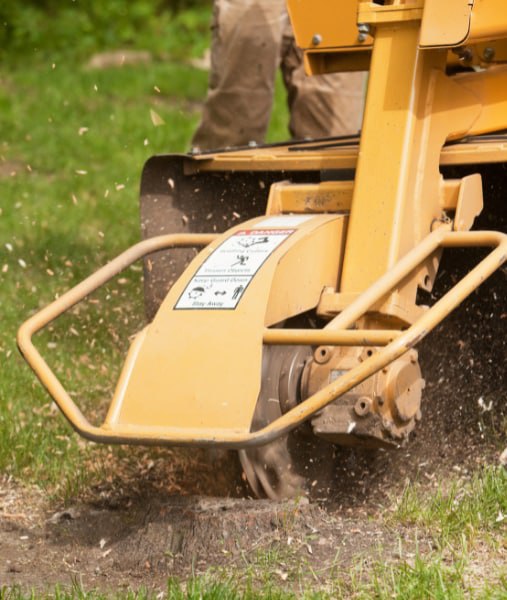 This is a photo of stump grinding being carried out in Gravesend. All works are being undertaken by Gravesend Tree Surgeons